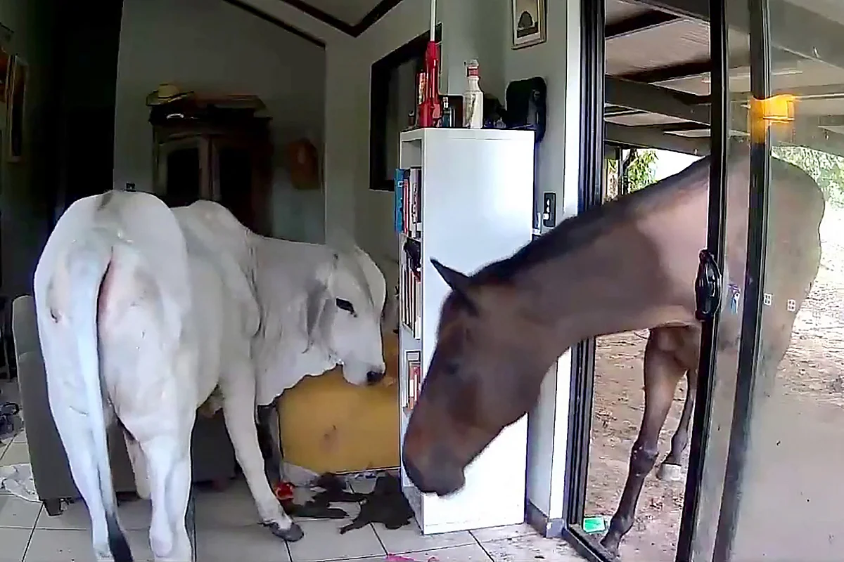 Moo Değil Mi? Köpek Avustralya'da Oturma Odasına Boğa, At Sağlar
