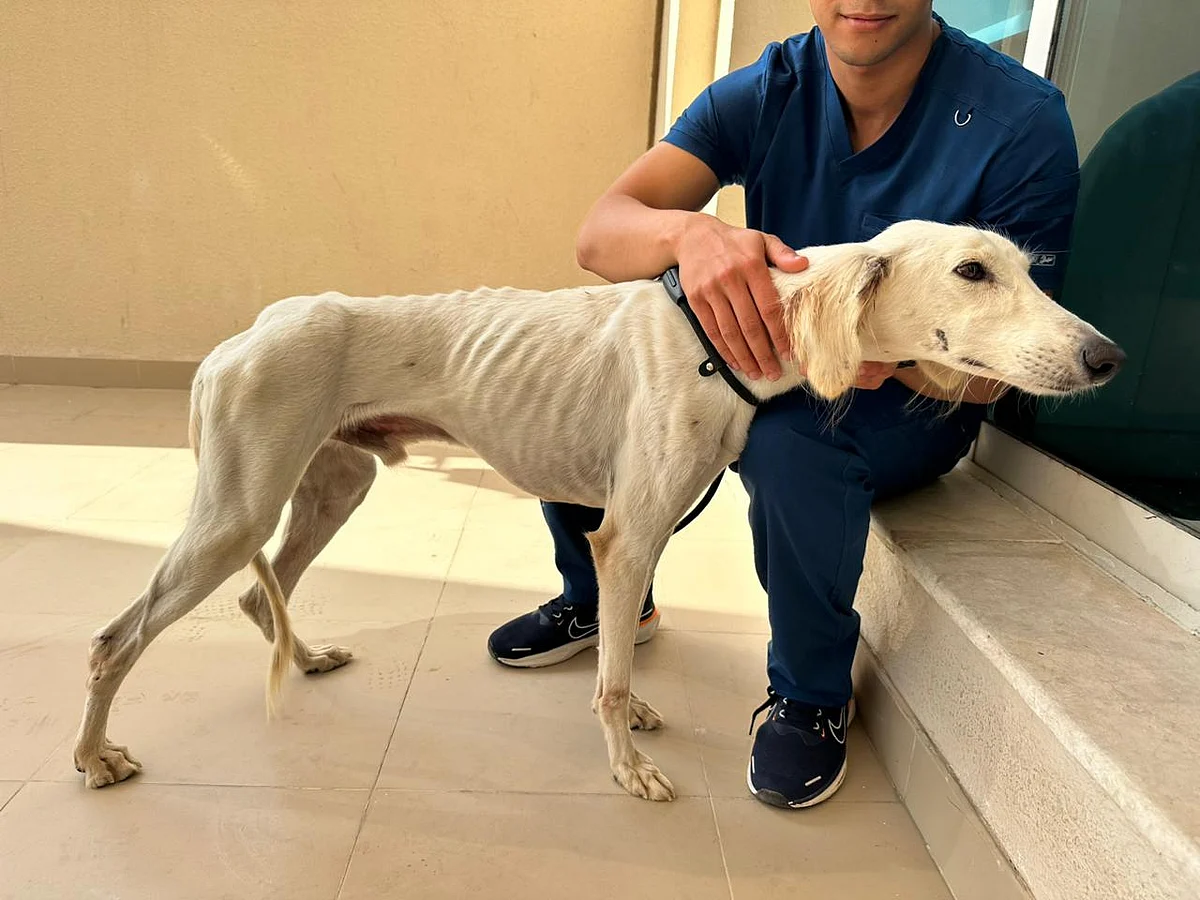 Hayvan Severler, On Şeritli Abu Dabi Otoyolunda Mahsur Kalan 'Yetersiz Beslenen' Köpeği Kurtardı